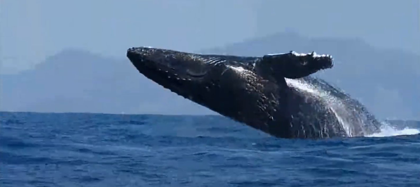 Vidéos baleines et cachalots