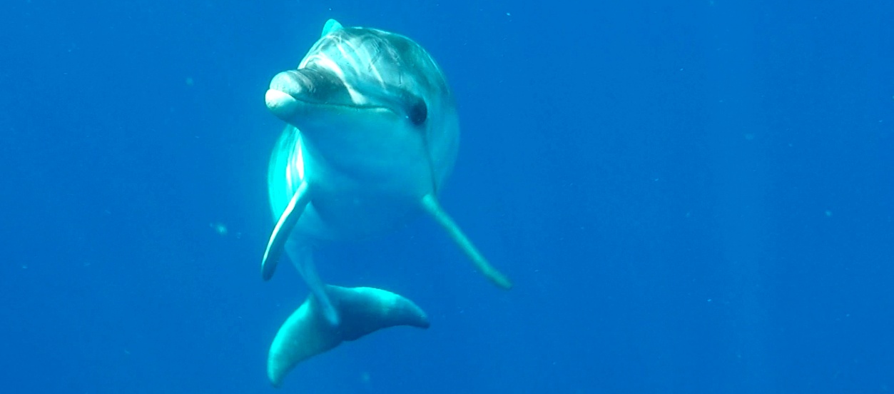 Séminaire et stage initiatique en Sardaigne, nager avec les dauphins