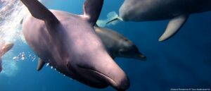 Nager avec les dauphins en Egypte