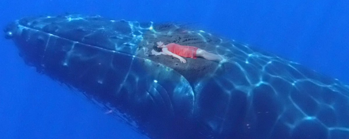 Rencontres initiatiques avec les dauphins et les baleines