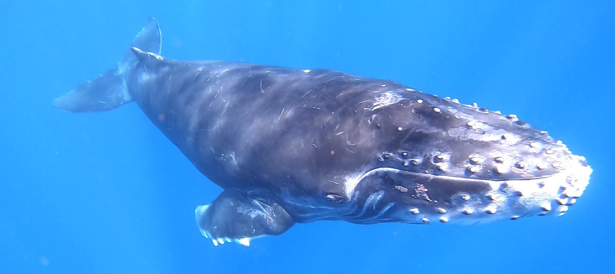 Séminaire initiatique à Hawaï nager avec les baleines