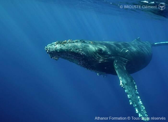 baleine à bosse au cours du séminaire en Basse Californie