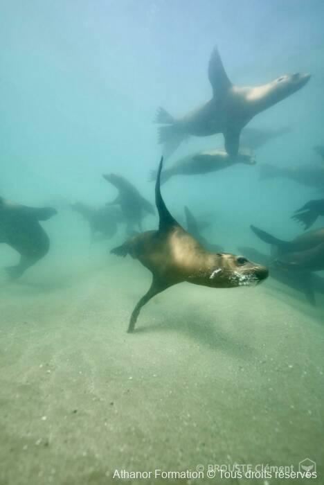 Otarie joueuse en Basse Californie