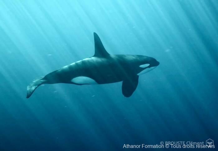 orque nageant dans la mer de Cortès
