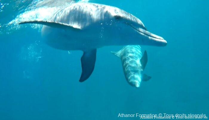 grands dauphins en plein jeu avec nous à Maurice