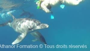 Appel des dauphins et des baleines