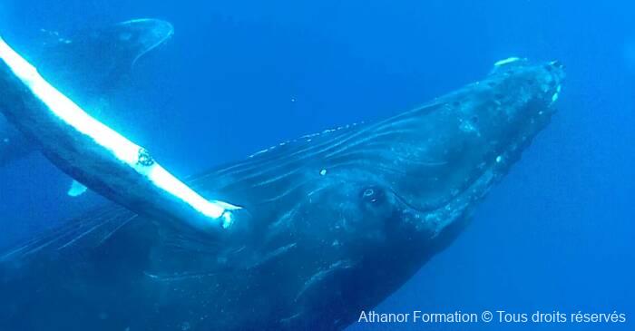 baleine remontant vers les stagiaires d'athanor-formation à Tahiti
