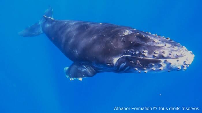 baleineau venu voir de très près les stagiaires d'athanor-formation à Tahiti