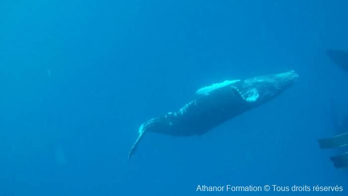 baleineau à l'aise au milieu de stagiaires d'athanor-formation