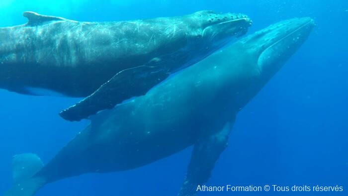 rencontre d'une mère et son baleineau athanor-formation